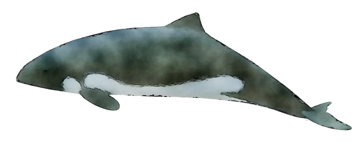 Watercolor Orca Illustration