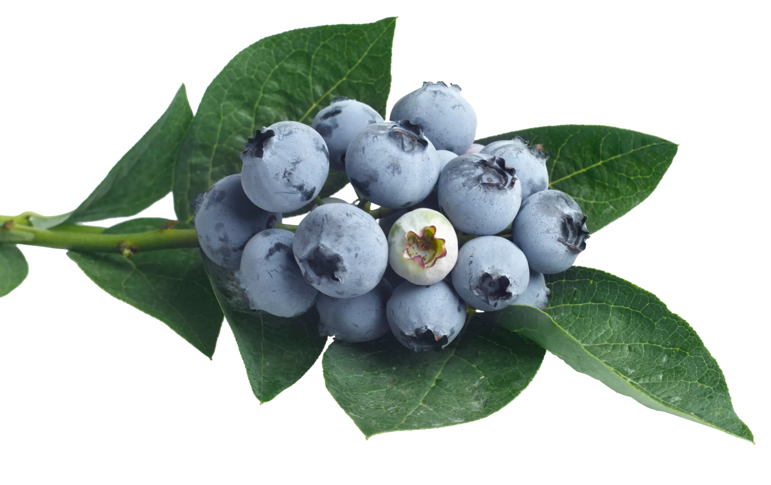 Blueberry Branch with Leaves