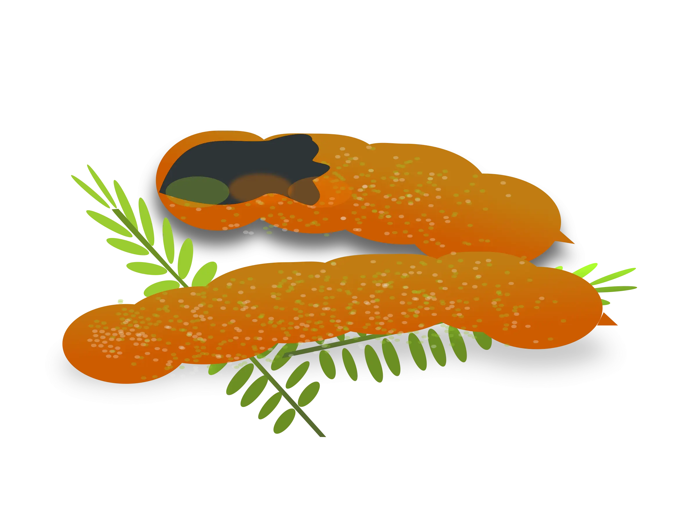 Tamarind Pods with Leaves Illustration