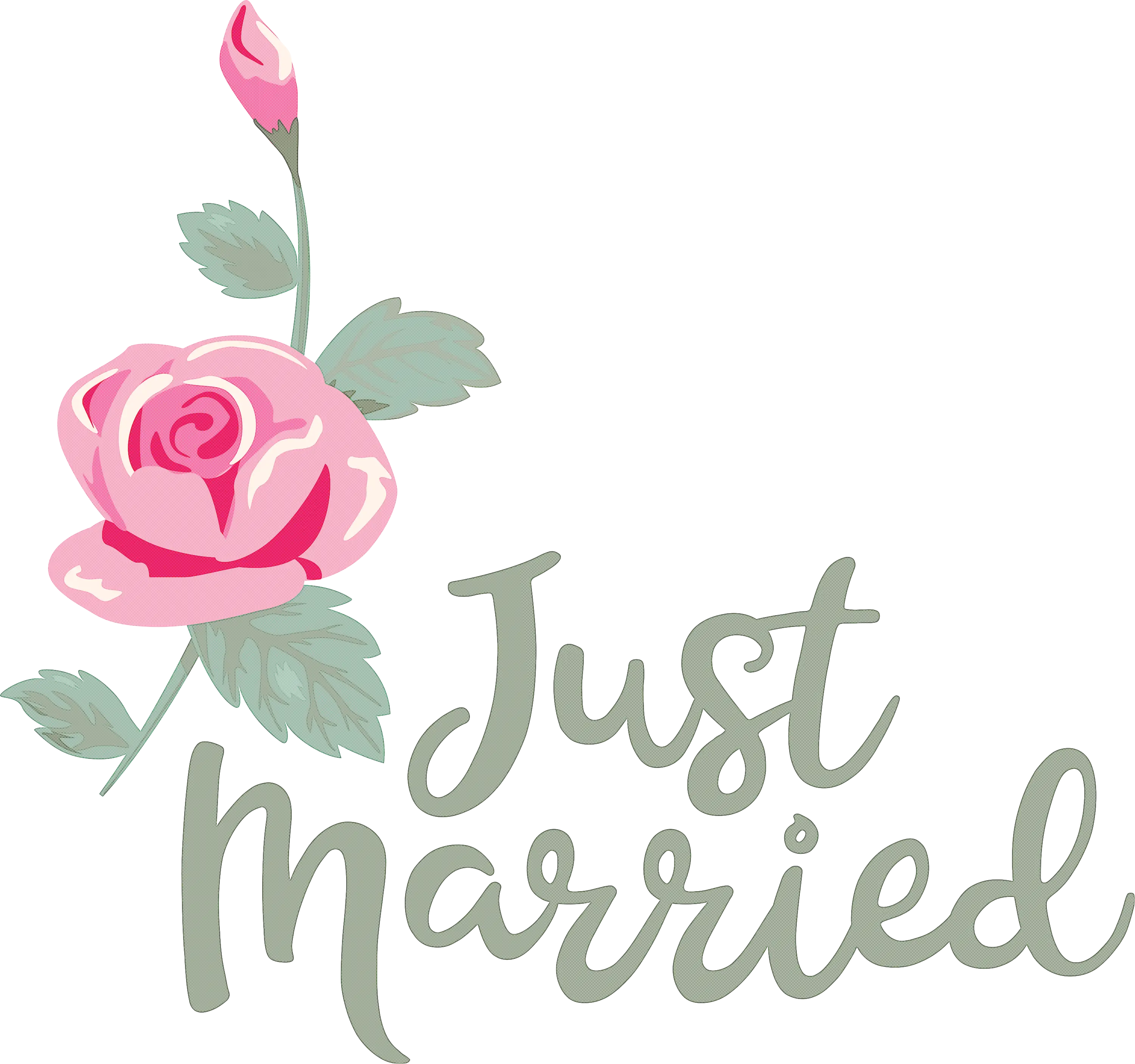 Pink Rose with Just Married Text for Wedding Celebration
