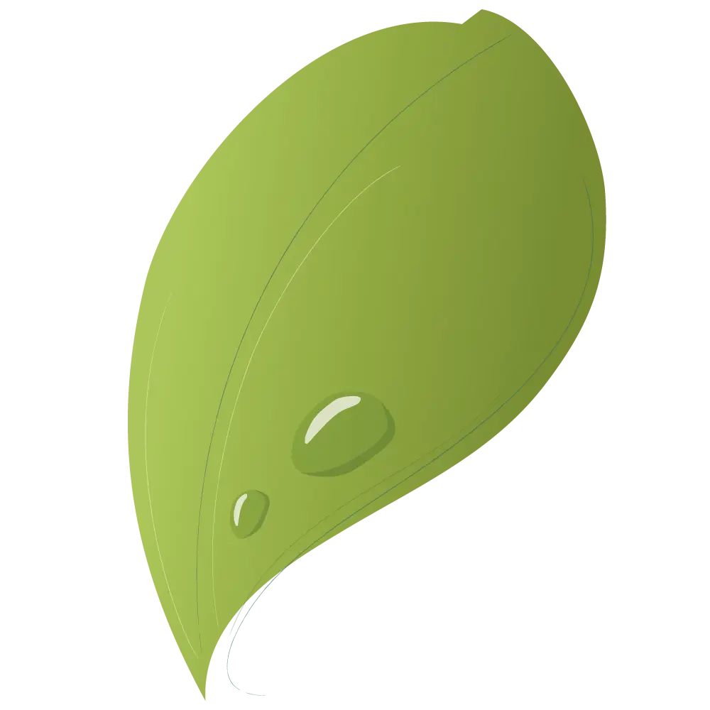 Fresh Green Leaf with Water Droplets