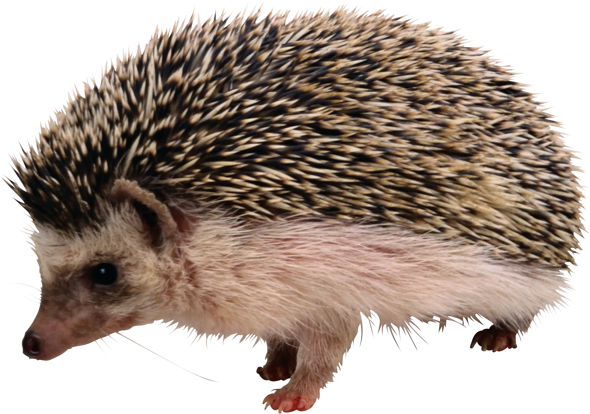 Cute Hedgehog With Spiky Fur