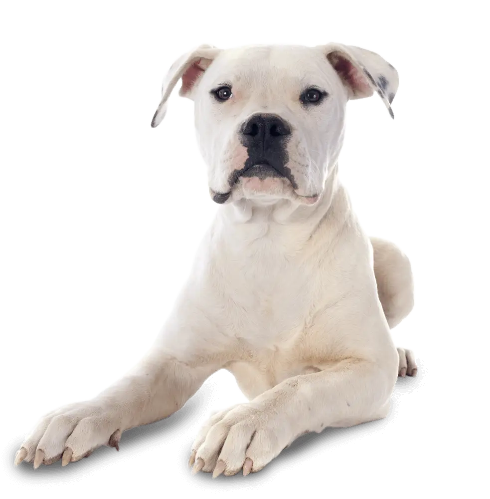 White Dog Lying Down