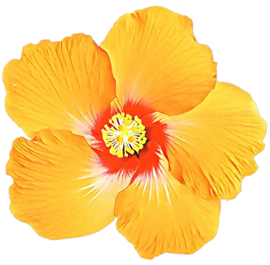 Yellow Hibiscus Flower Illustration