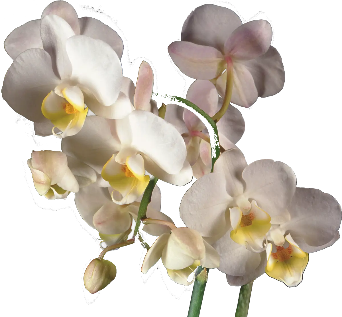 White Orchid Flowers in Full Bloom
