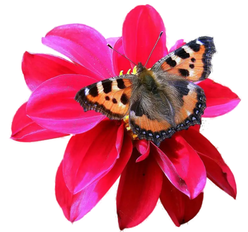 Beautiful Butterfly Resting on a Red Flower