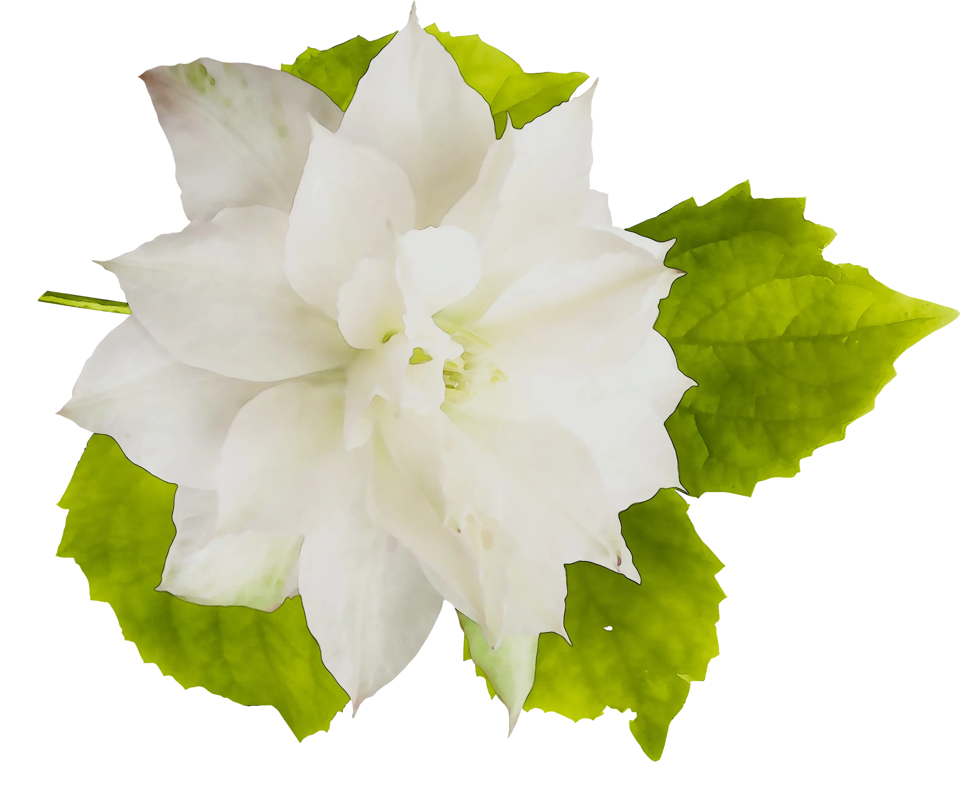 White Flower with Green Leaves Illustration