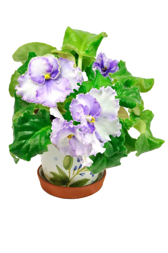 Purple and White Flowers in Decorative Pot