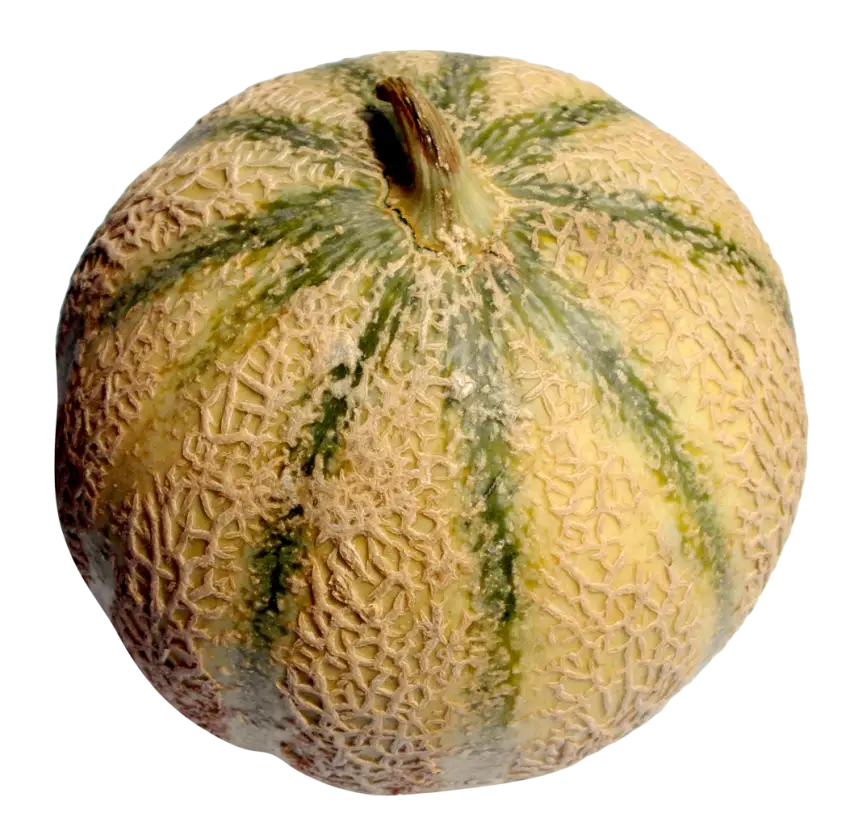 Whole Cantaloupe Melon with Textured Rind