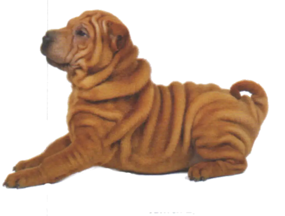 Cute Shar Pei Dog