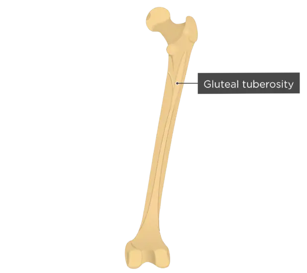 Human Femur Bone Illustration