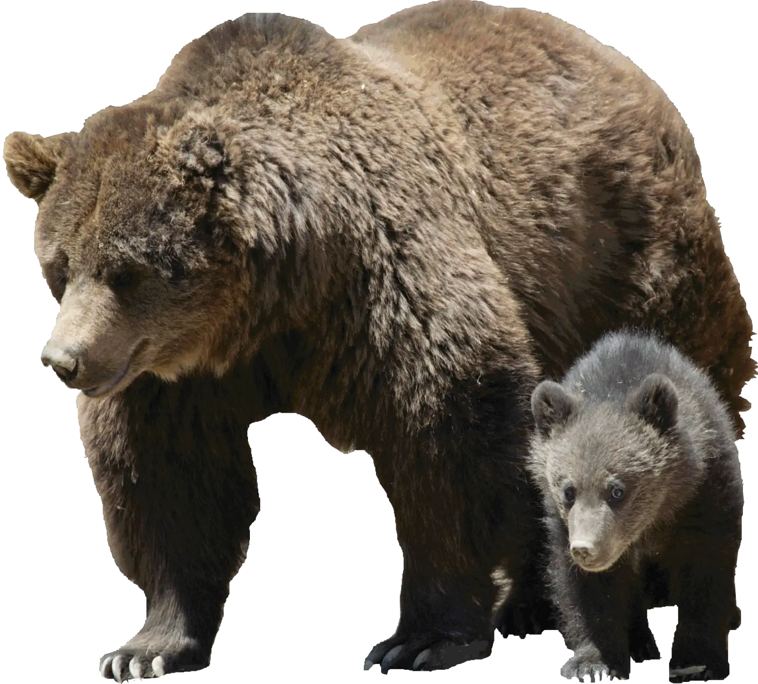 Wildlife Illustration of Bear and Cub