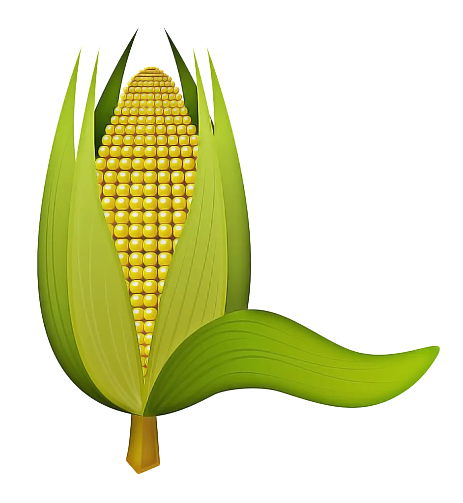 Fresh Corn on the Cob