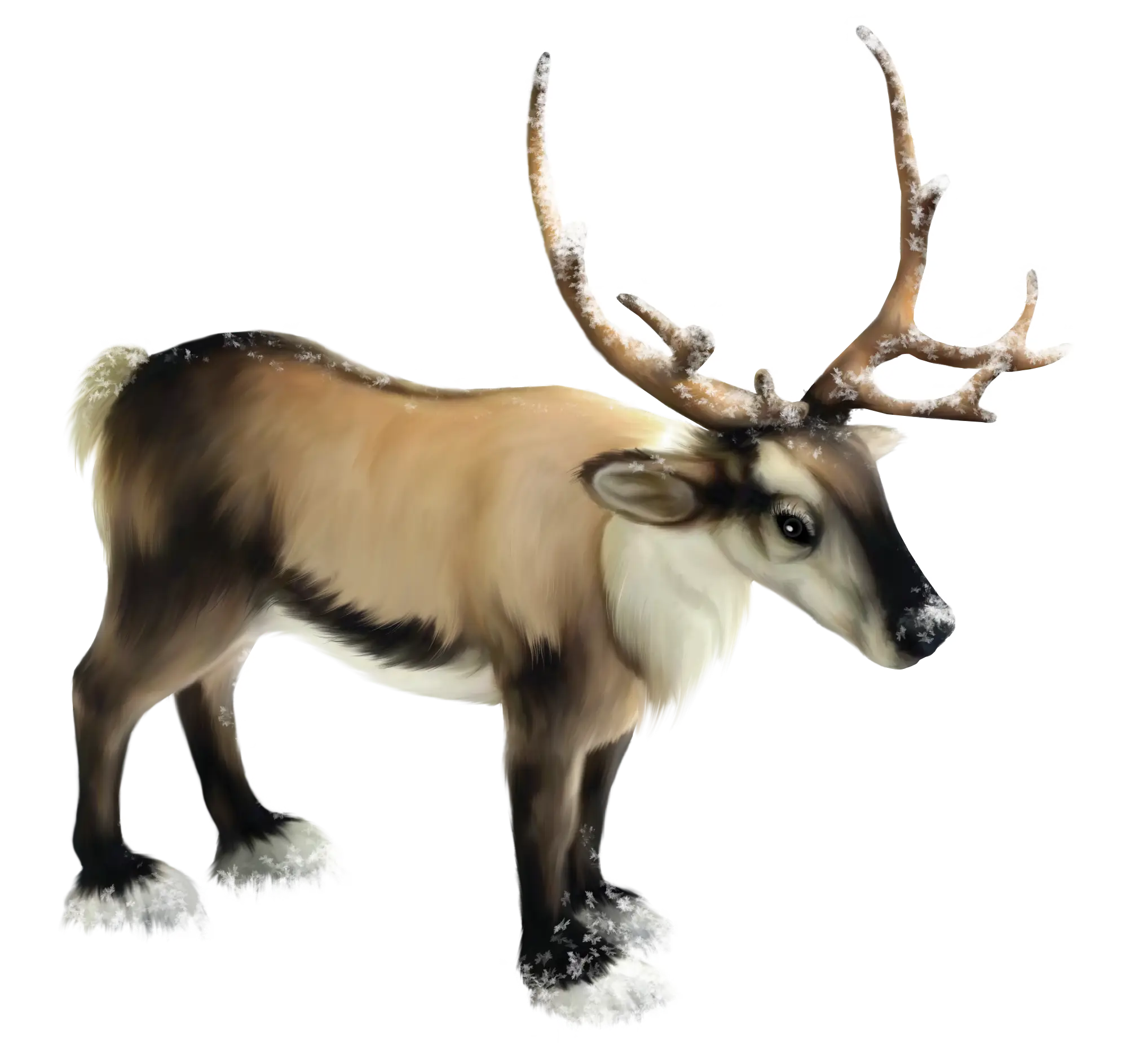 Reindeer with Antlers