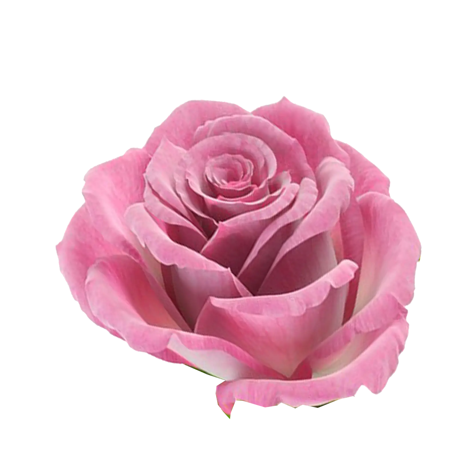 Pink Rose Flower in Bloom
