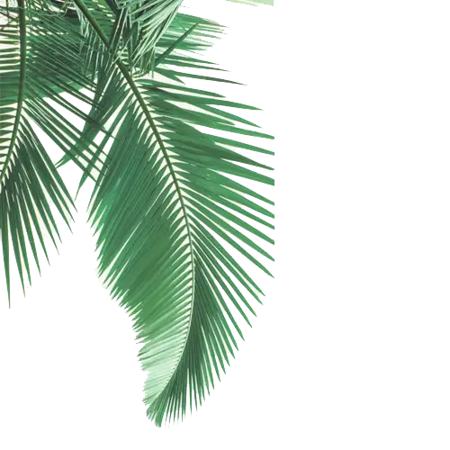 Green Palm Leaves Illustration