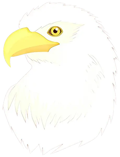 Illustration of a Bald Eagle