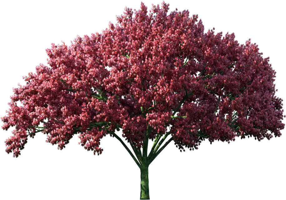 Large Garden Tree with Pink Blossoms