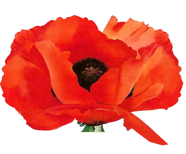 Vibrant Red Poppy Flower Close-Up