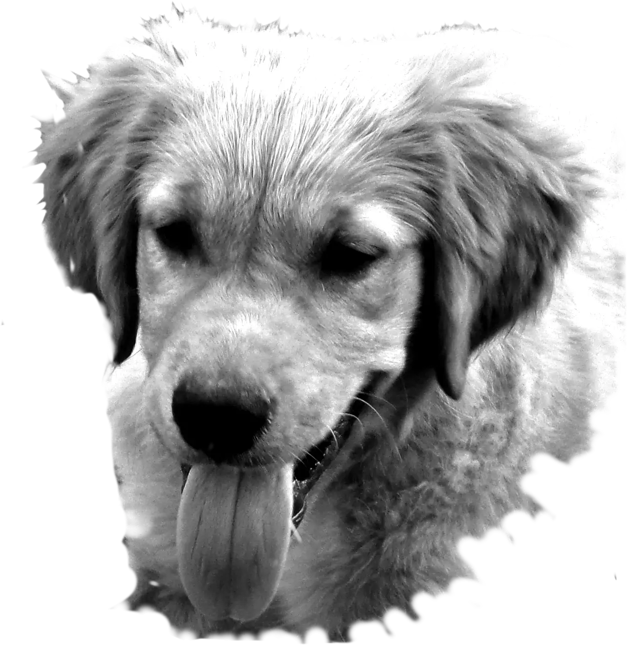 Puppy with Tongue Out