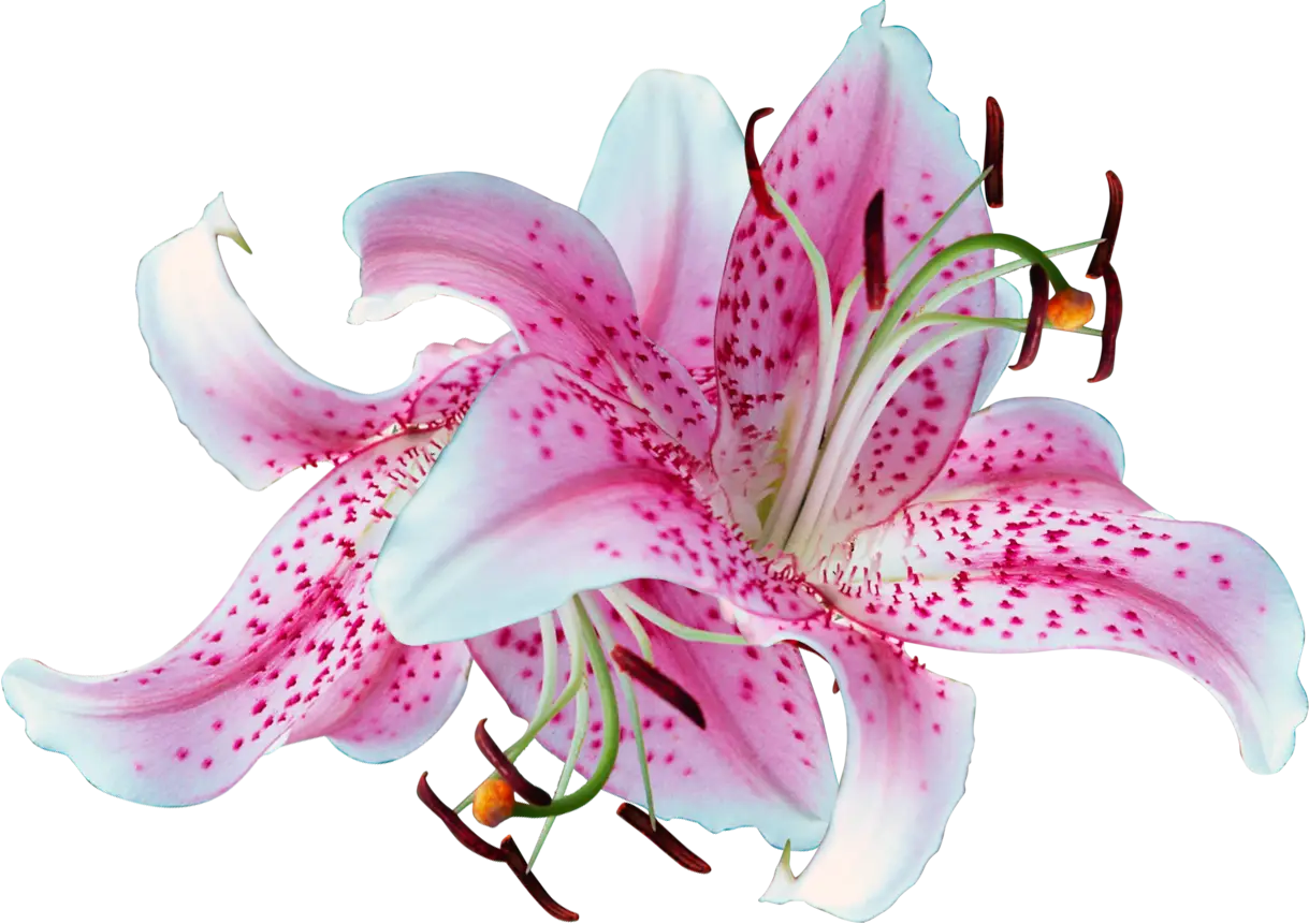 Beautiful Pink Lilies