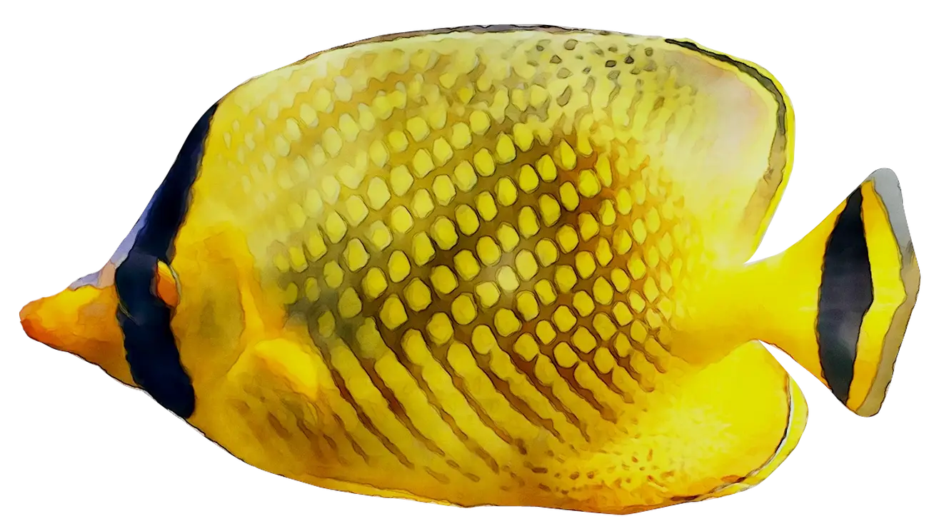 Yellow and Black Butterflyfish