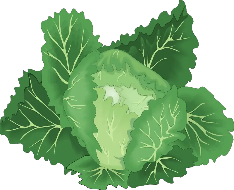 Illustration of Green Cabbage Leaves