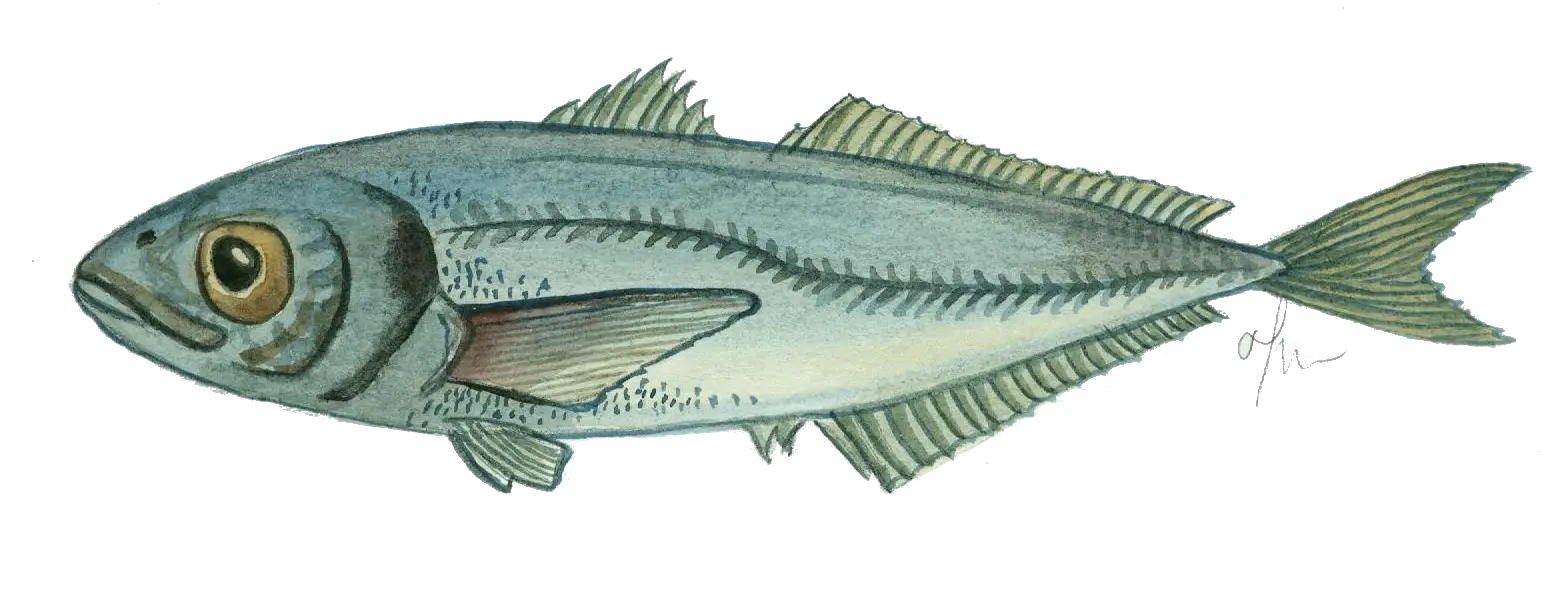 Fish Illustration in Detailed Design