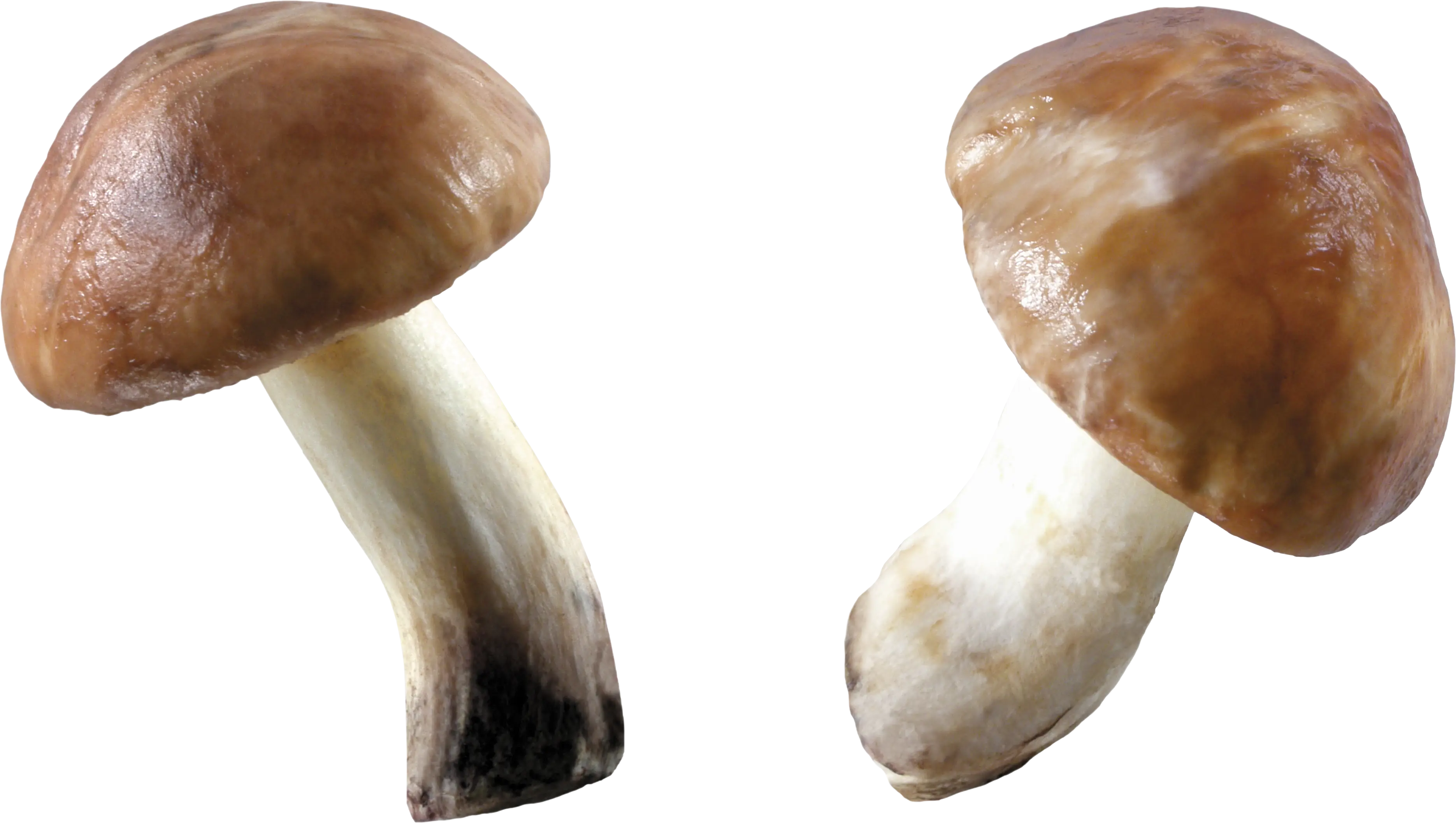 Two Fresh Mushrooms