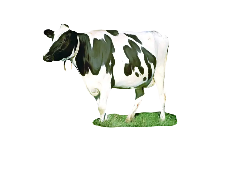Black and White Dairy Cow