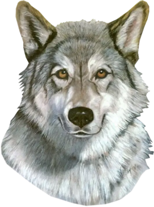 Gray Wolf Face Illustration