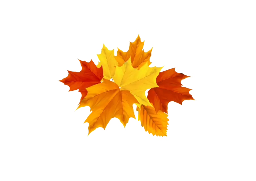 Colorful Autumn Leaves Illustration