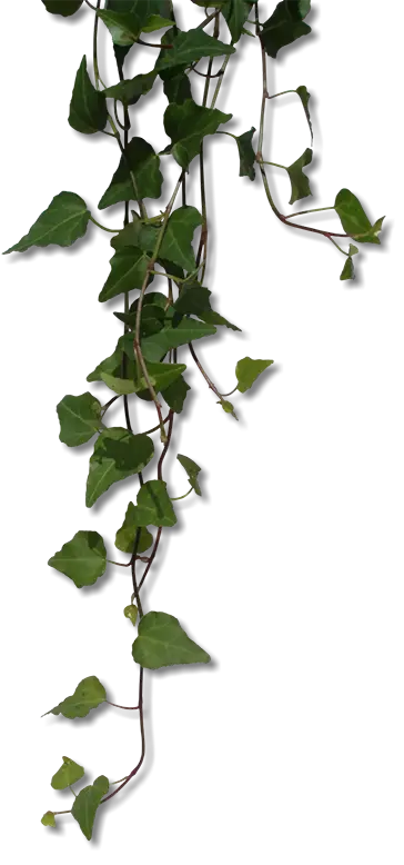Vines with Green Leaves