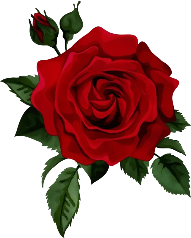 Realistic Red Rose Flower Illustration
