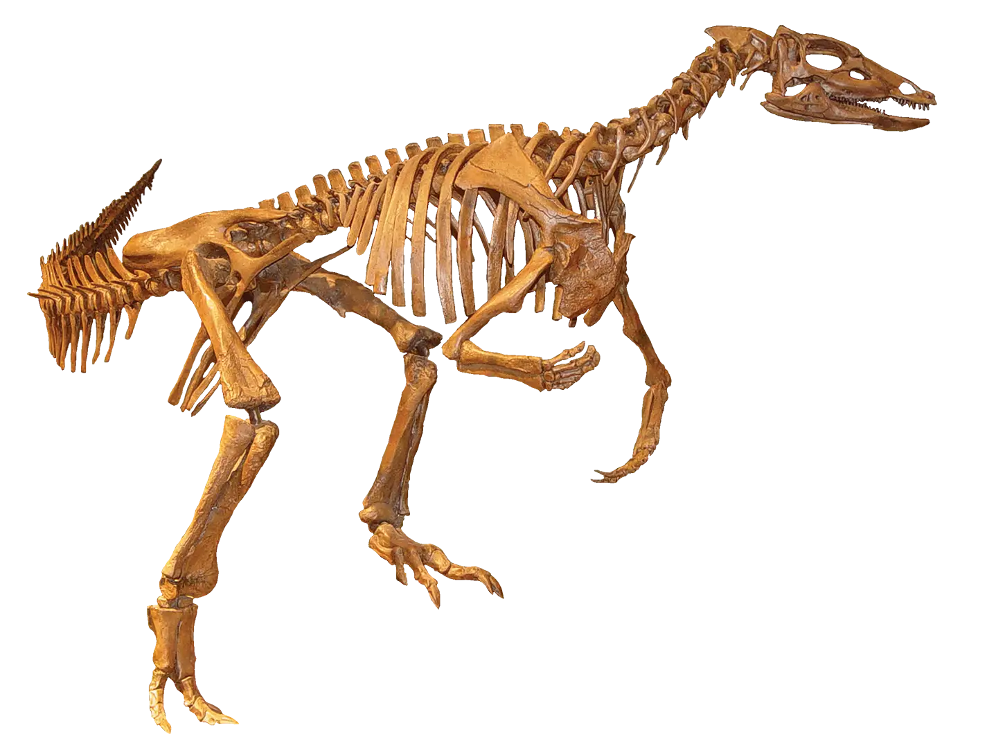 Dinosaur Skeletal Fossil for Paleontology Study