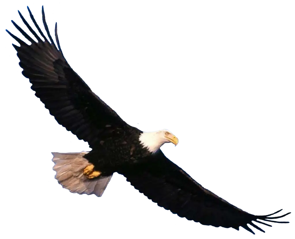 Soaring Eagle in Nature&#039;s Skies