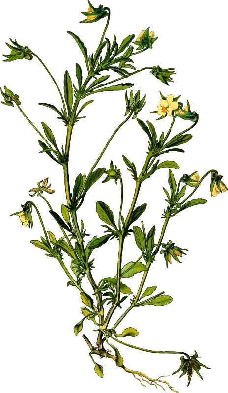 Detailed Botanical Illustration of a Plant
