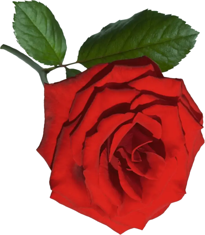 Fresh Red Rose with Lush Green Leaf