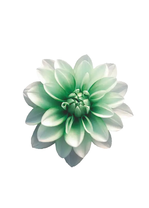 Beautiful Blooming Flower