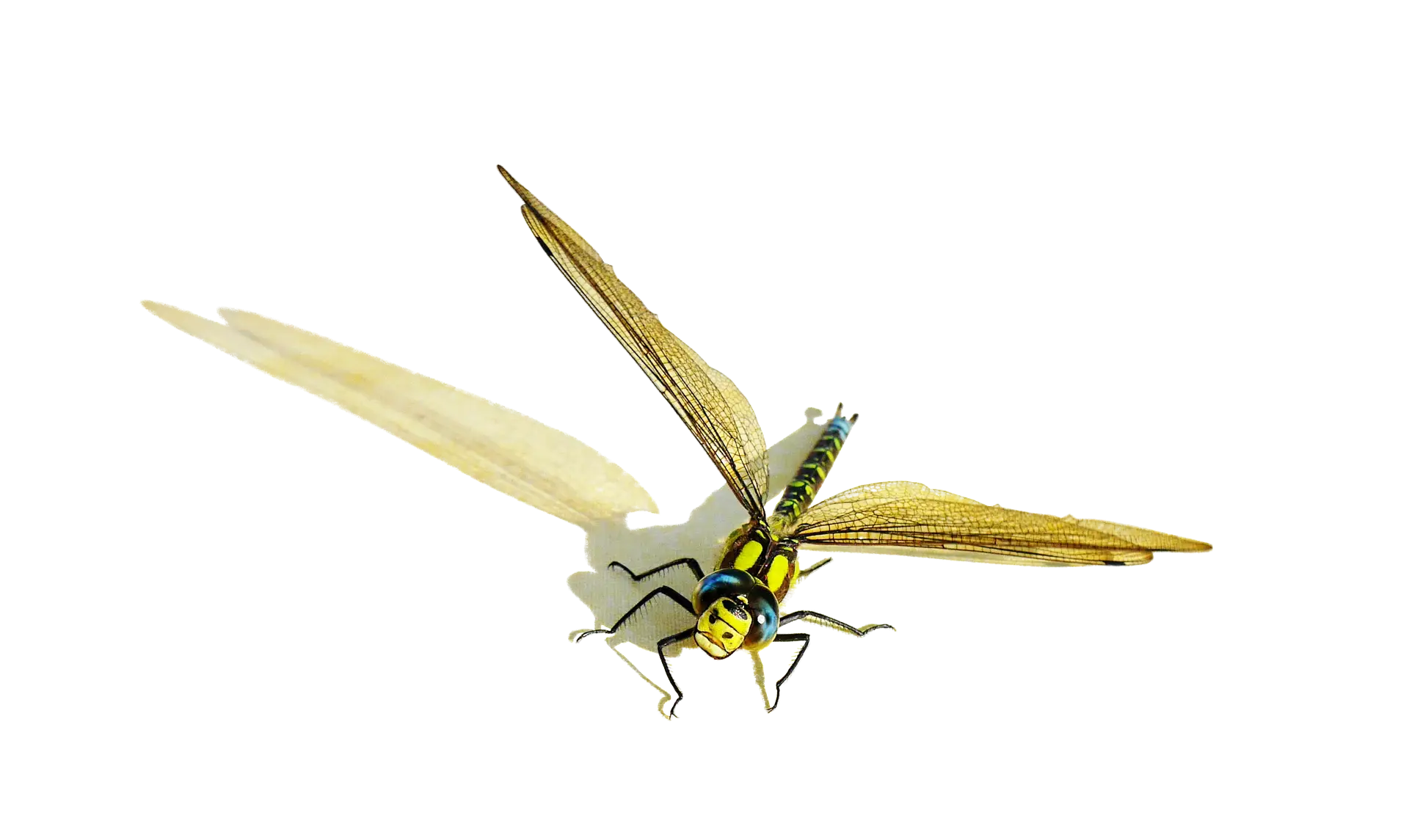 Golden Dragonfly with Transparent Wings