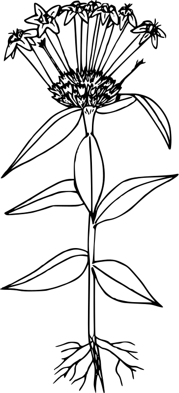 Black and White Plant Anatomy Illustration