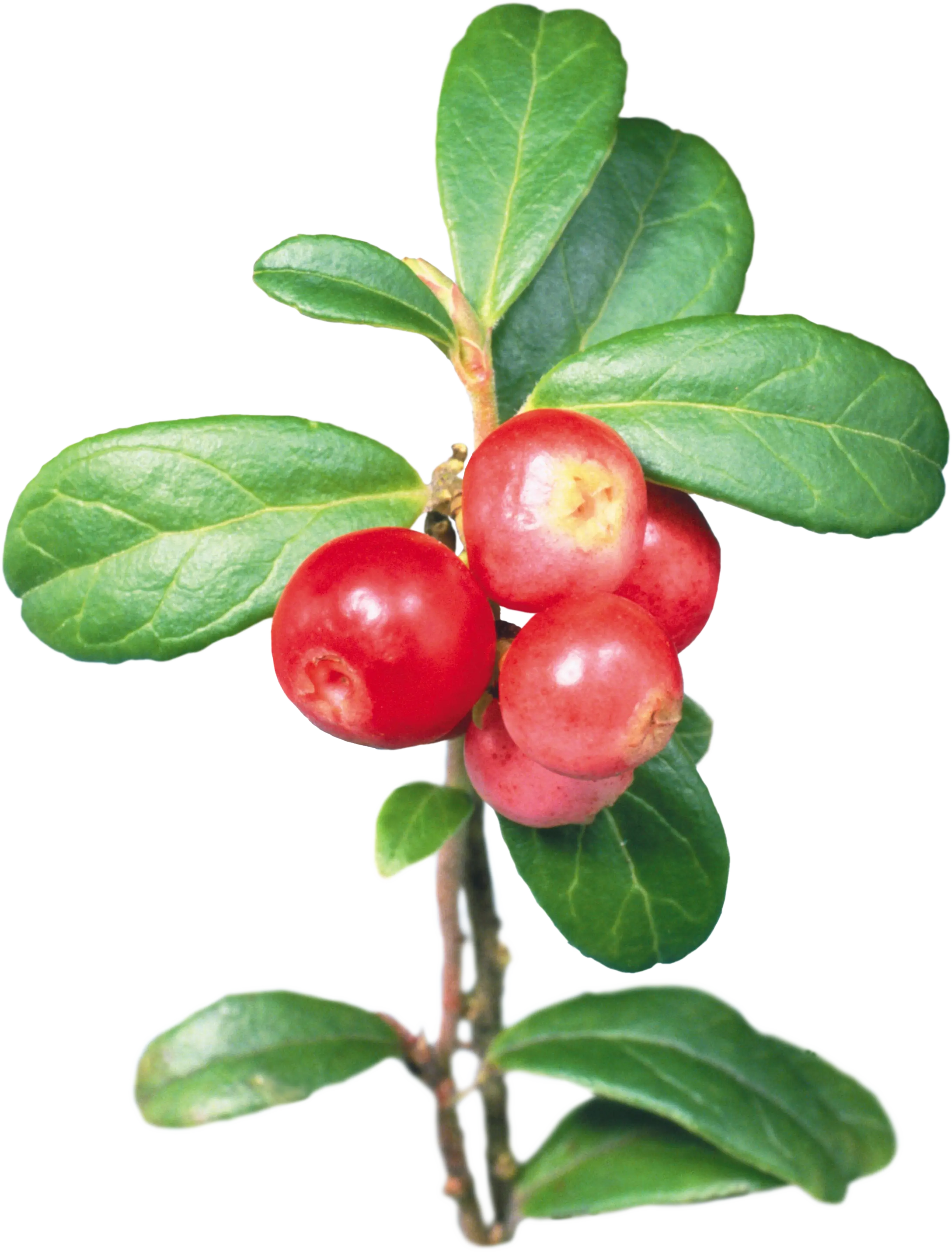Red Berries on a Plant with Green Leaves