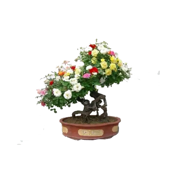 Bonsai Tree with Colorful Flowers