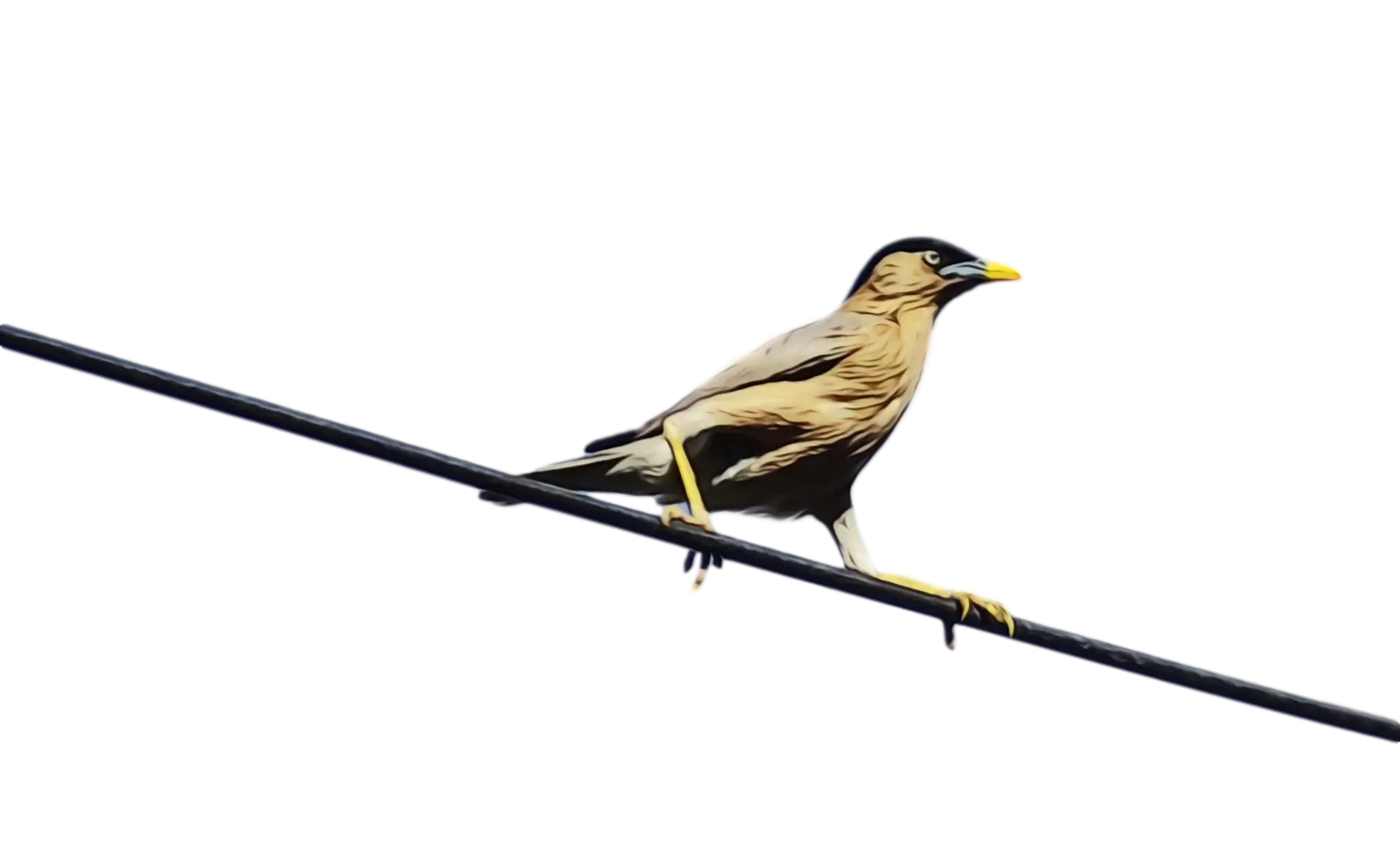 Perched Bird on Wire