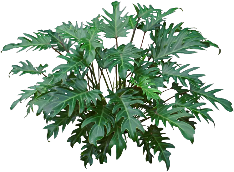 Tropical Philodendron Plant with Green Leaves