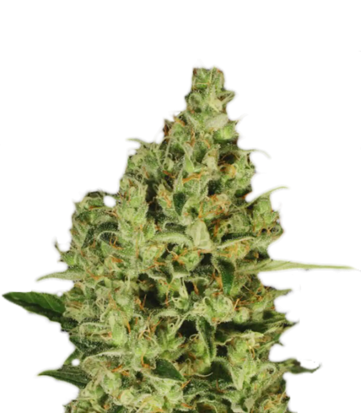 Marijuana Plant Bud in Detail