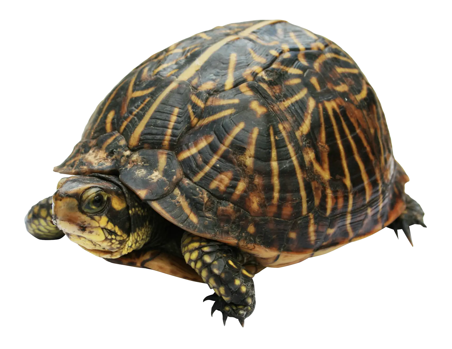 Turtle with Patterned Shell