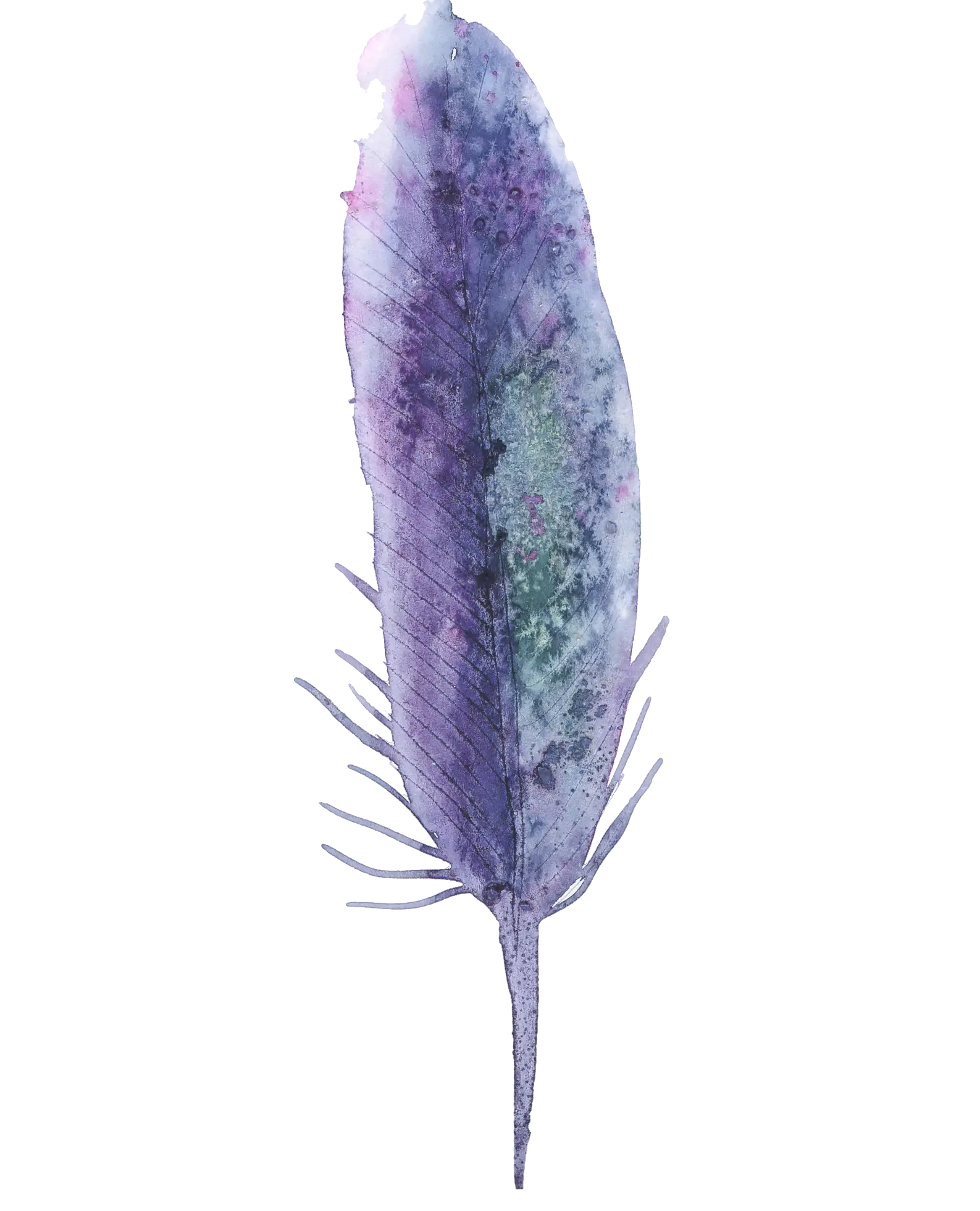 Purple Feather Illustration