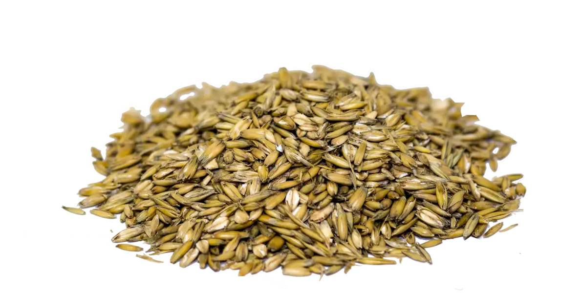 A Small Pile of Organic Agricultural Seeds