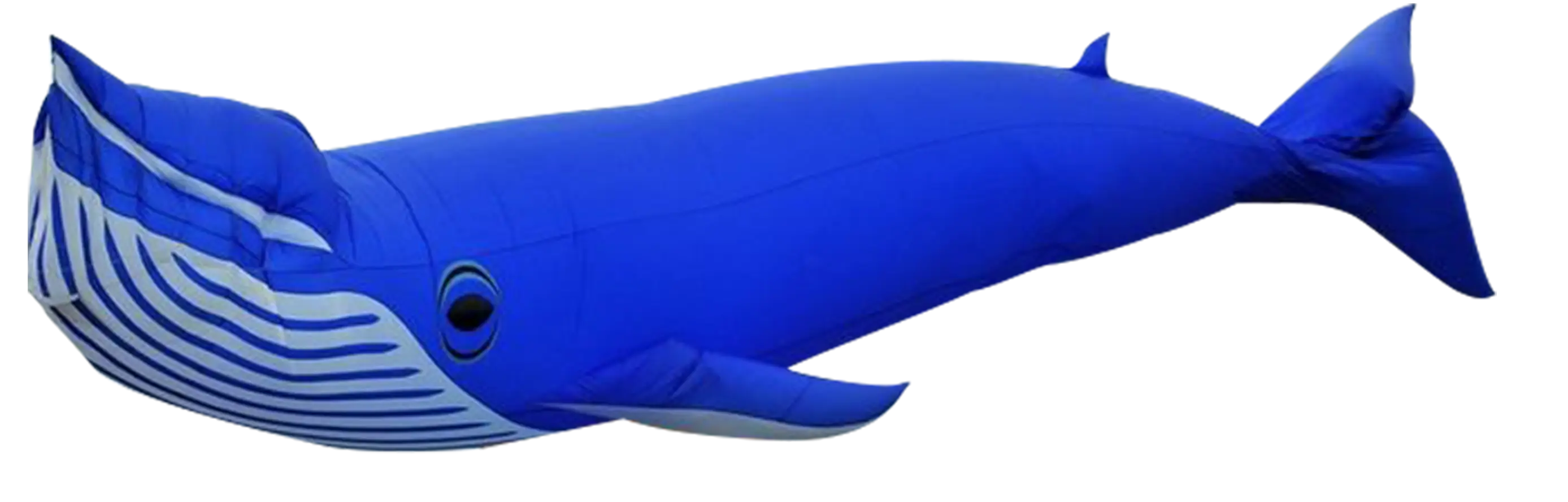 Blue Whale Illustration